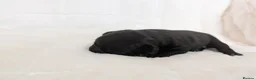 Staffordshire Bull Terrier dogs for sale: Staffordshire Bull Terrier - Advert 7