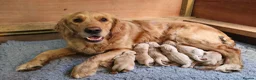 Golden Retriever dogs for sale: 8 KC/health tested gorgeous golden retrievers - Advert 6