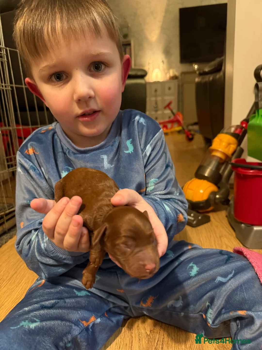 Cockapoo dogs for sale: Female Cockerpoo  - Advert 14