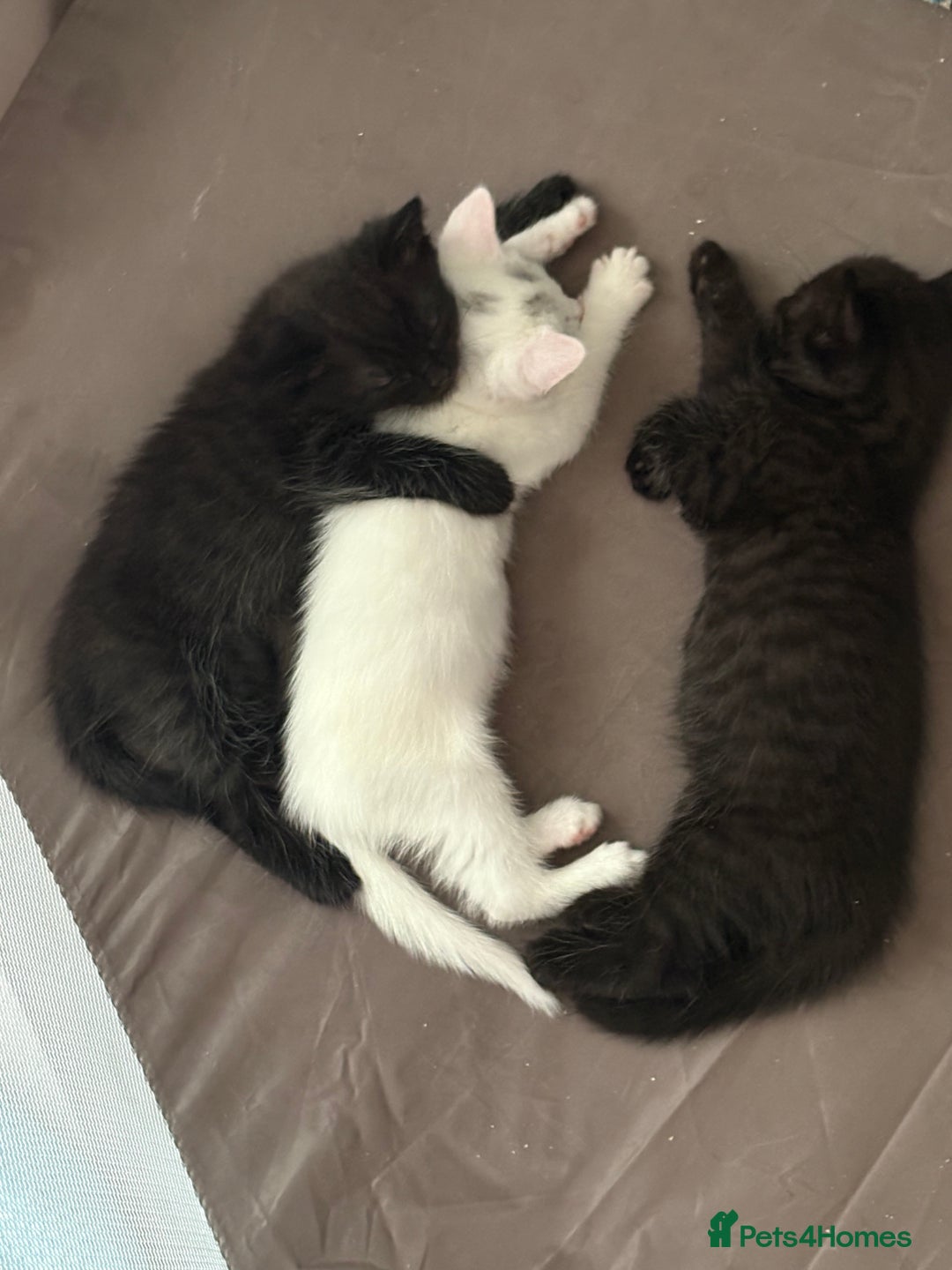 British Shorthair cats for sale: Beautiful British shorthair cross kittens  - Image 1
