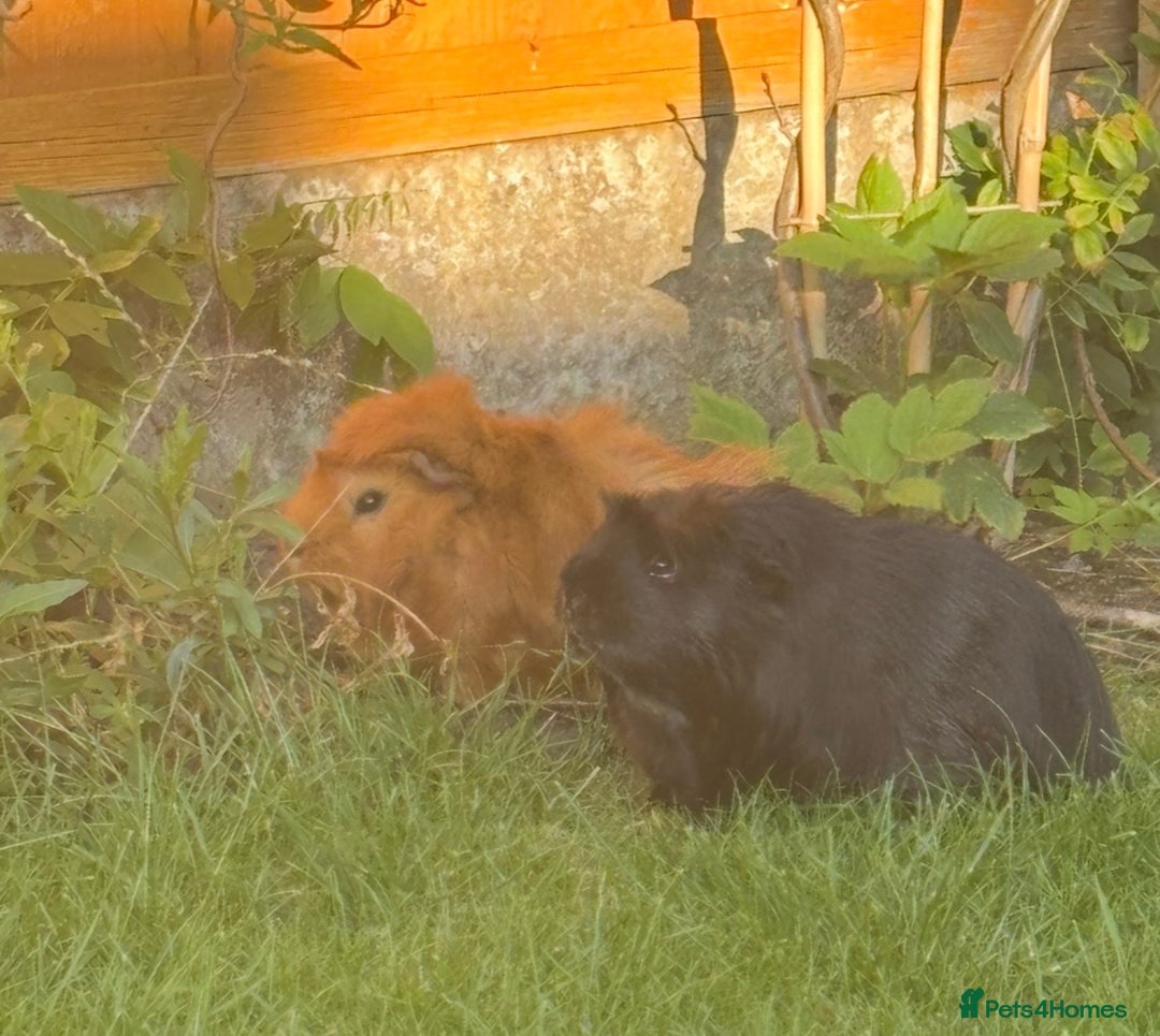 Guinea Pig rodents for sale: Stunning boar pair with all accessories  - Advert 5