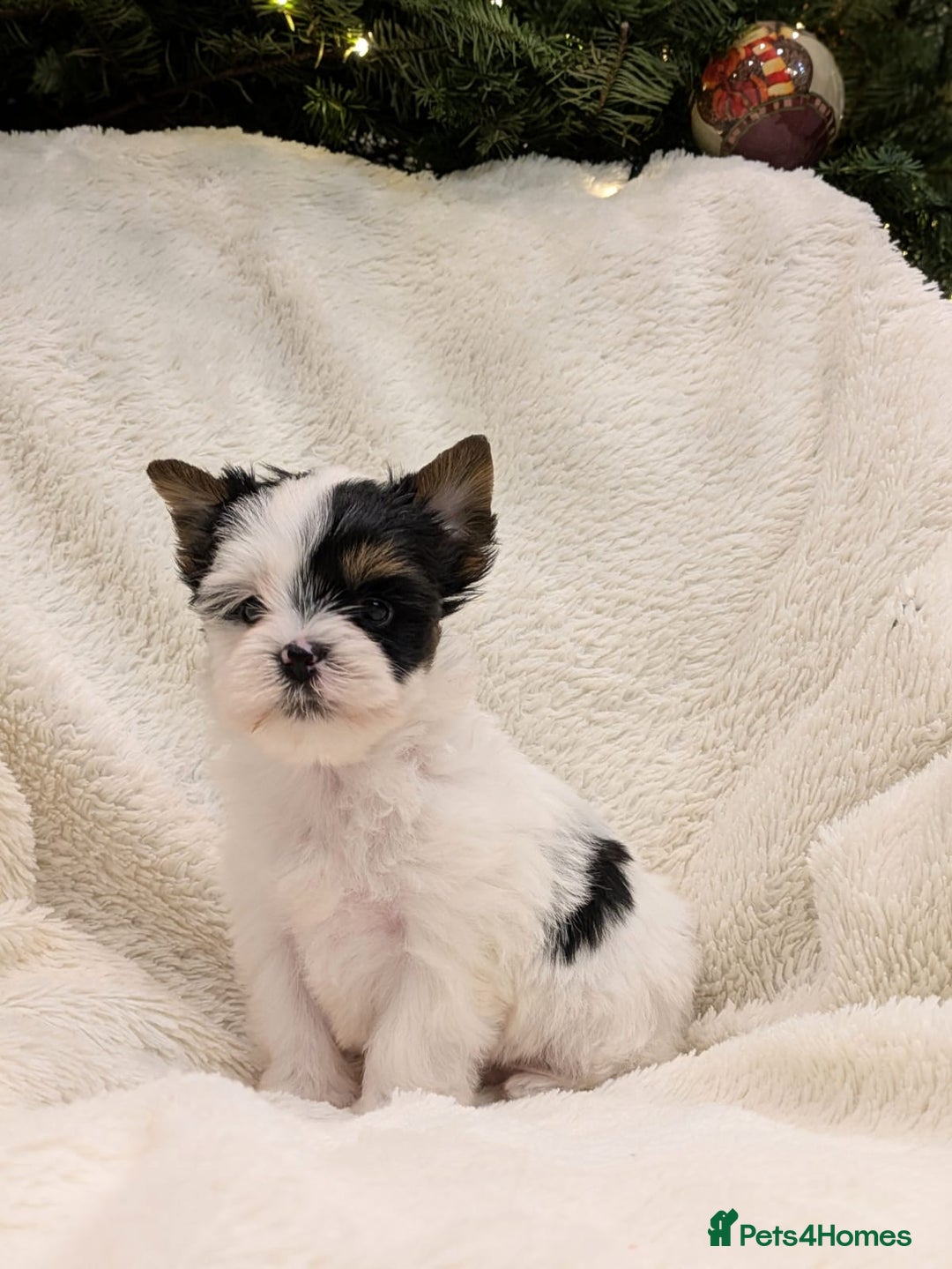 Yorkshire Terrier dogs for sale: Very tiny beautiful Biro puppys  - Advert 9