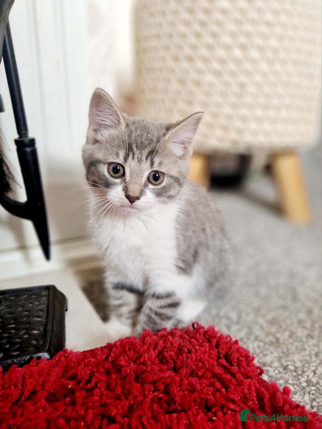 Mixed Breed cats for sale: British shorthair Cross kittens  - Image 10