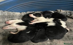 Border Collie dogs for sale: BORDER COLLIE PUPS - Image 1