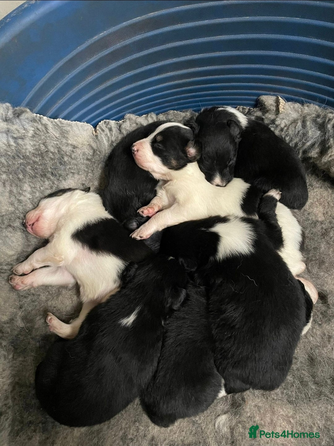 Border Collie dogs for sale: BORDER COLLIE PUPS - Image 1