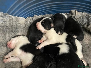 Border Collie dogs for sale - Advert 1