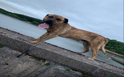 Presa Canario dogs for sale: Sadly having to re home our kong - Image 3
