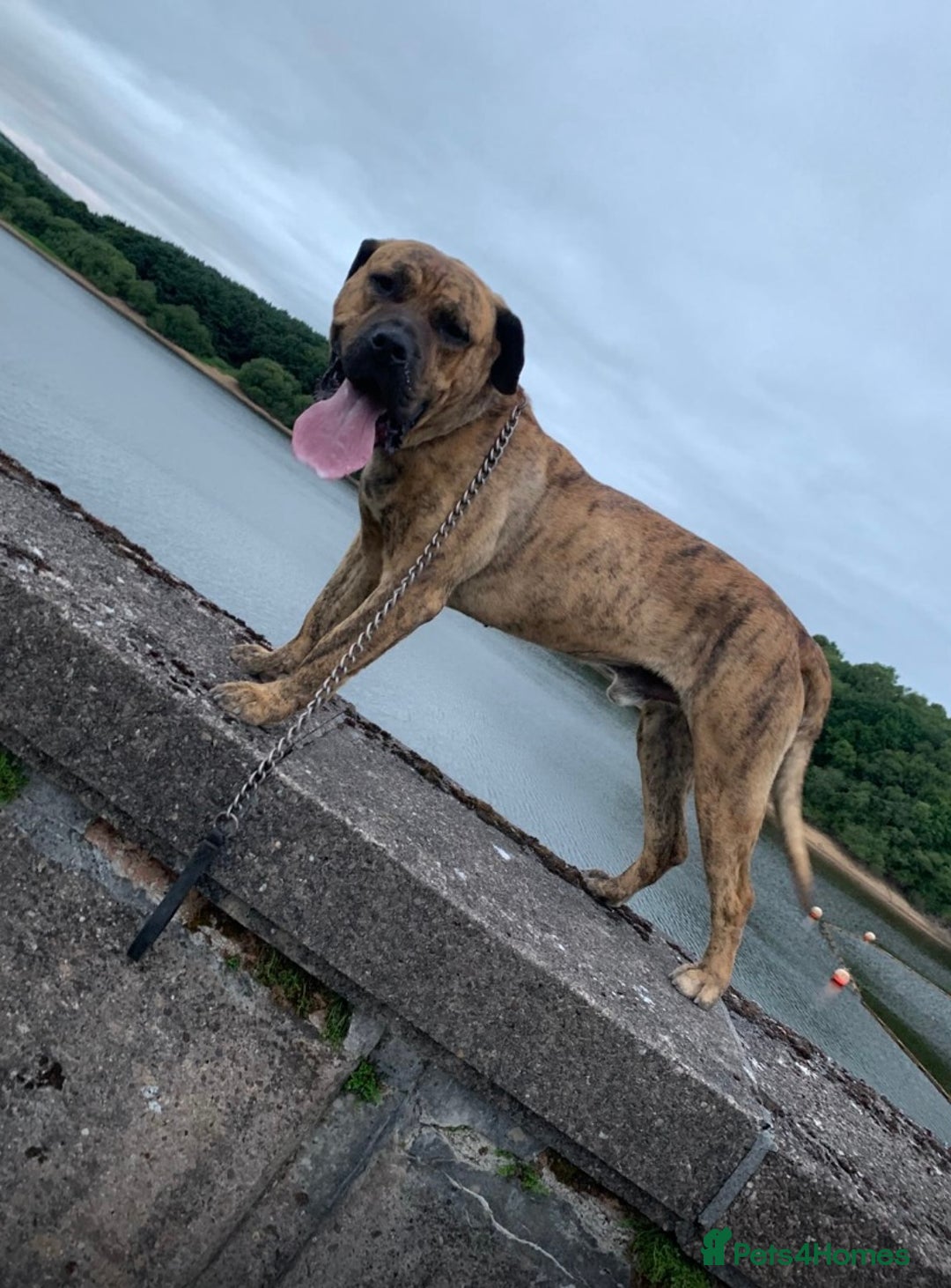 Presa Canario dogs for sale: Sadly having to re home our kong - Image 3