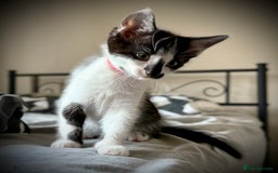 Mixed Breed cats for sale: Mixed siamese black and white male kitten - Image 2