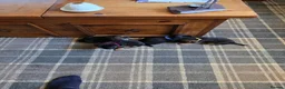 Border Terrier dogs for sale: Border Terrier dogs for sale. in Sanquhar - Advert 5
