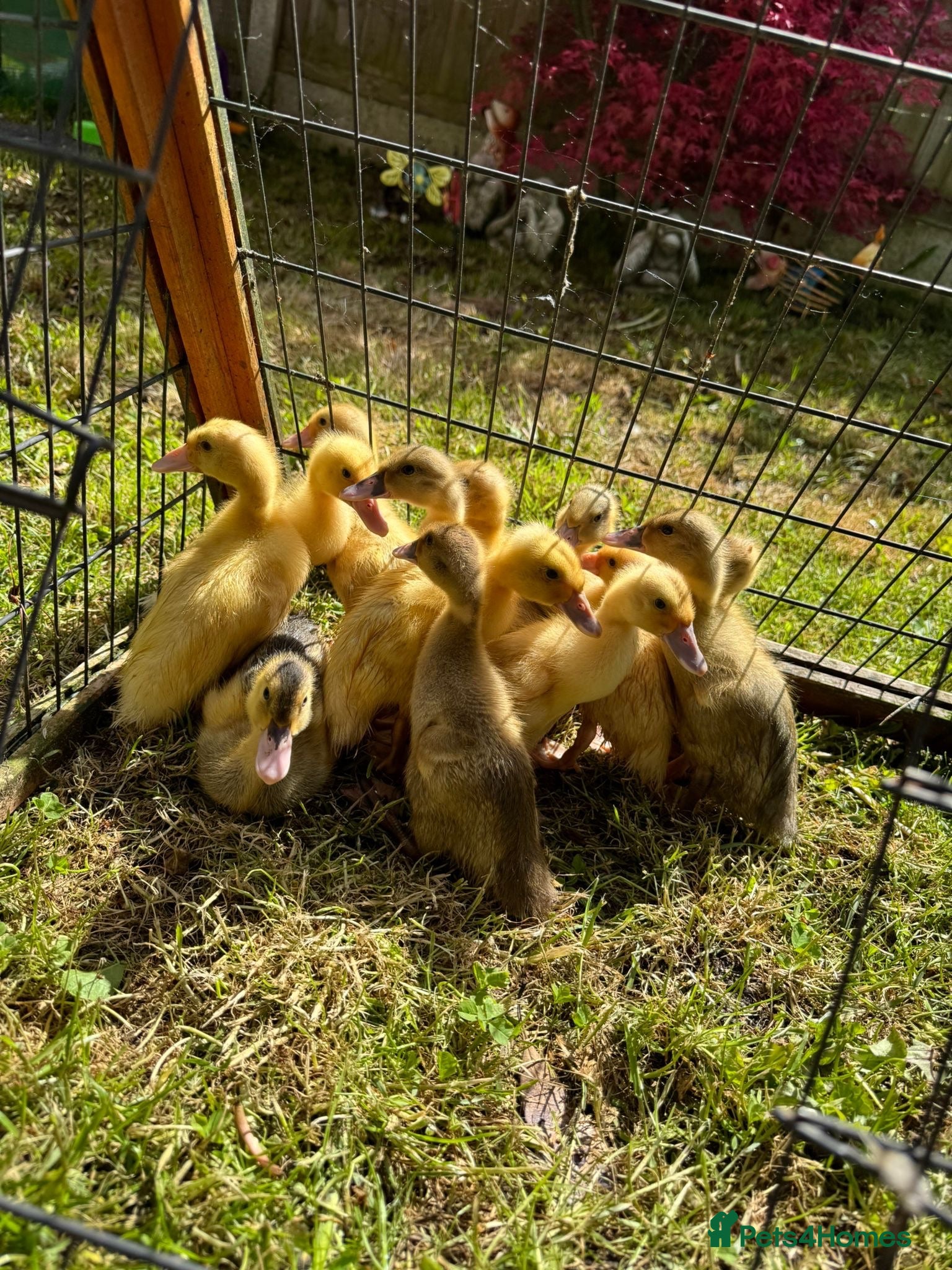 Ducks poultry Pure Indian Runner Ducklings Available  - Advert 1