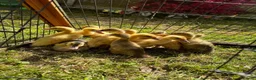 Ducks poultry for sale: Indian Runner Ducklings Available  - Advert 1