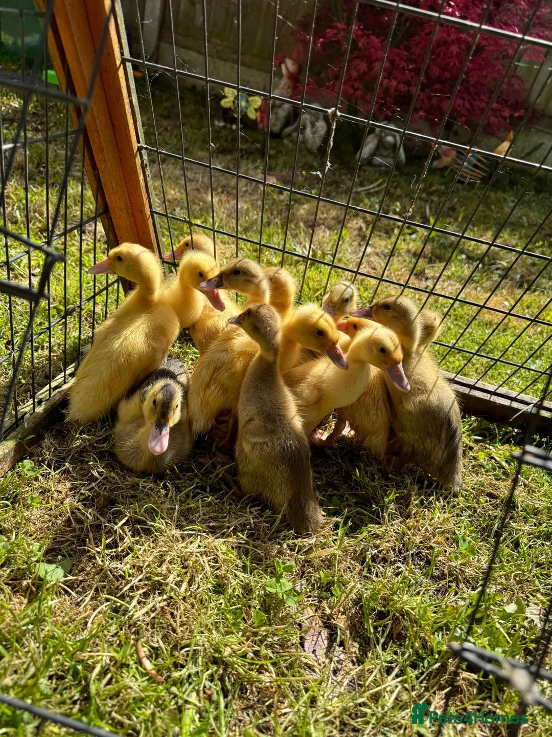 Ducks poultry for sale: Indian Runner Ducklings Available  - Advert 1