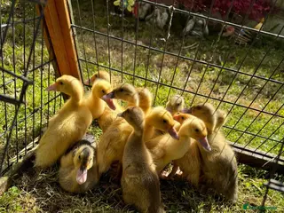 Ducks poultry Indian Runner Ducklings Available - Advert 1