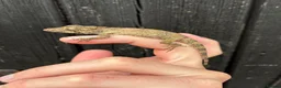Anole reptiles for sale: Cuban False Chameleons  - Advert 3