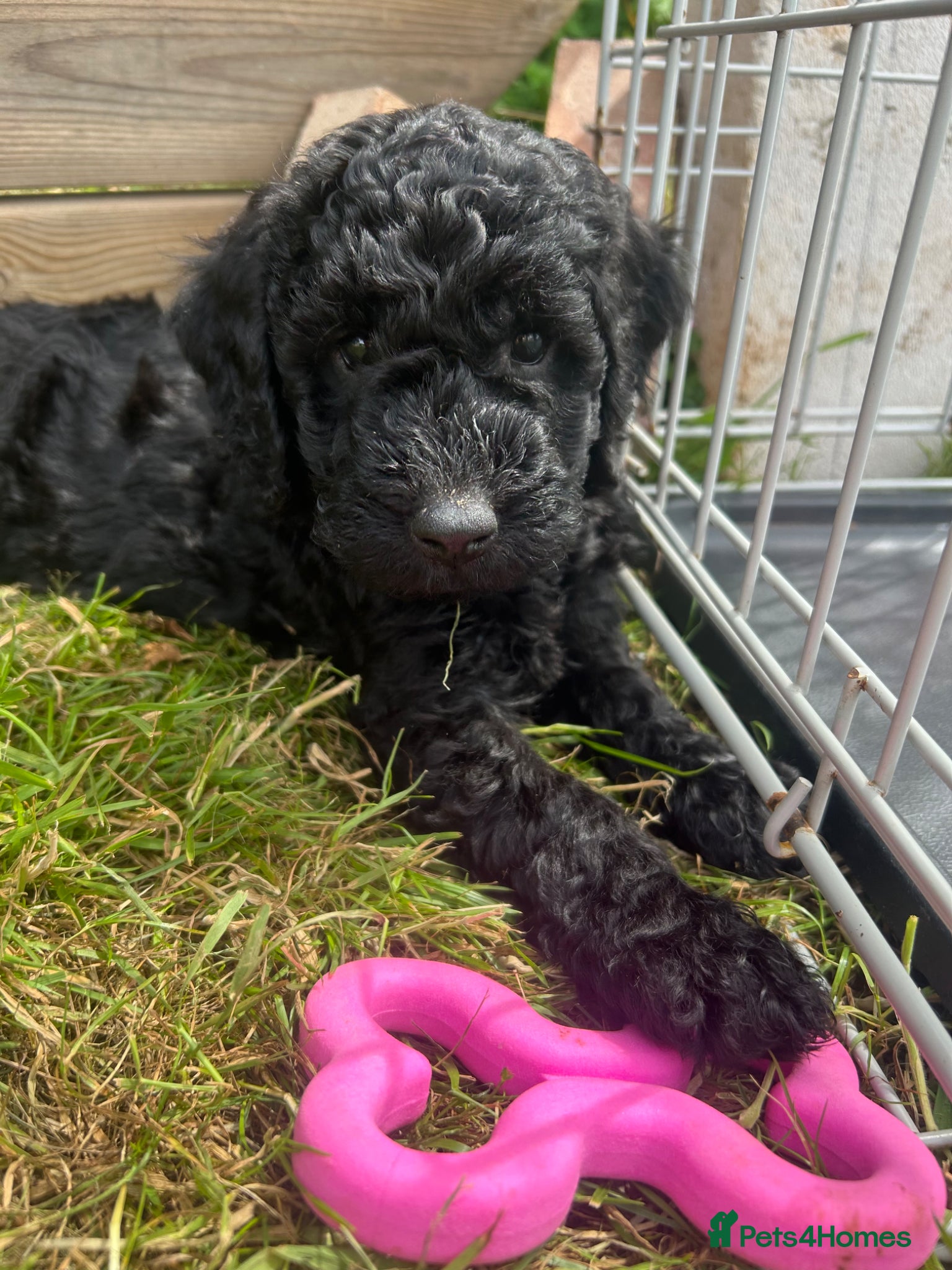 Labradoodle dogs Rare multi generational labradoodle Puppies - Advert 2