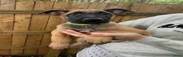 Mixed Breed dogs for sale: Two exceptional female puppies available  - Advert 7