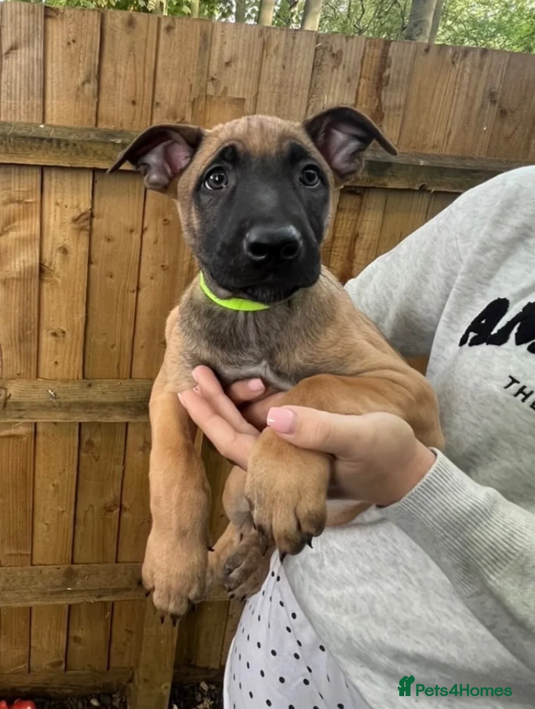 Mixed Breed dogs for sale: Two exceptional female puppies available  - Advert 7