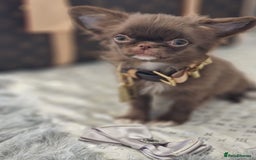 Chihuahua dogs for sale: ‼️Last 1 Boy‼️Kc reg long coat Quality chihuahua - Image 4