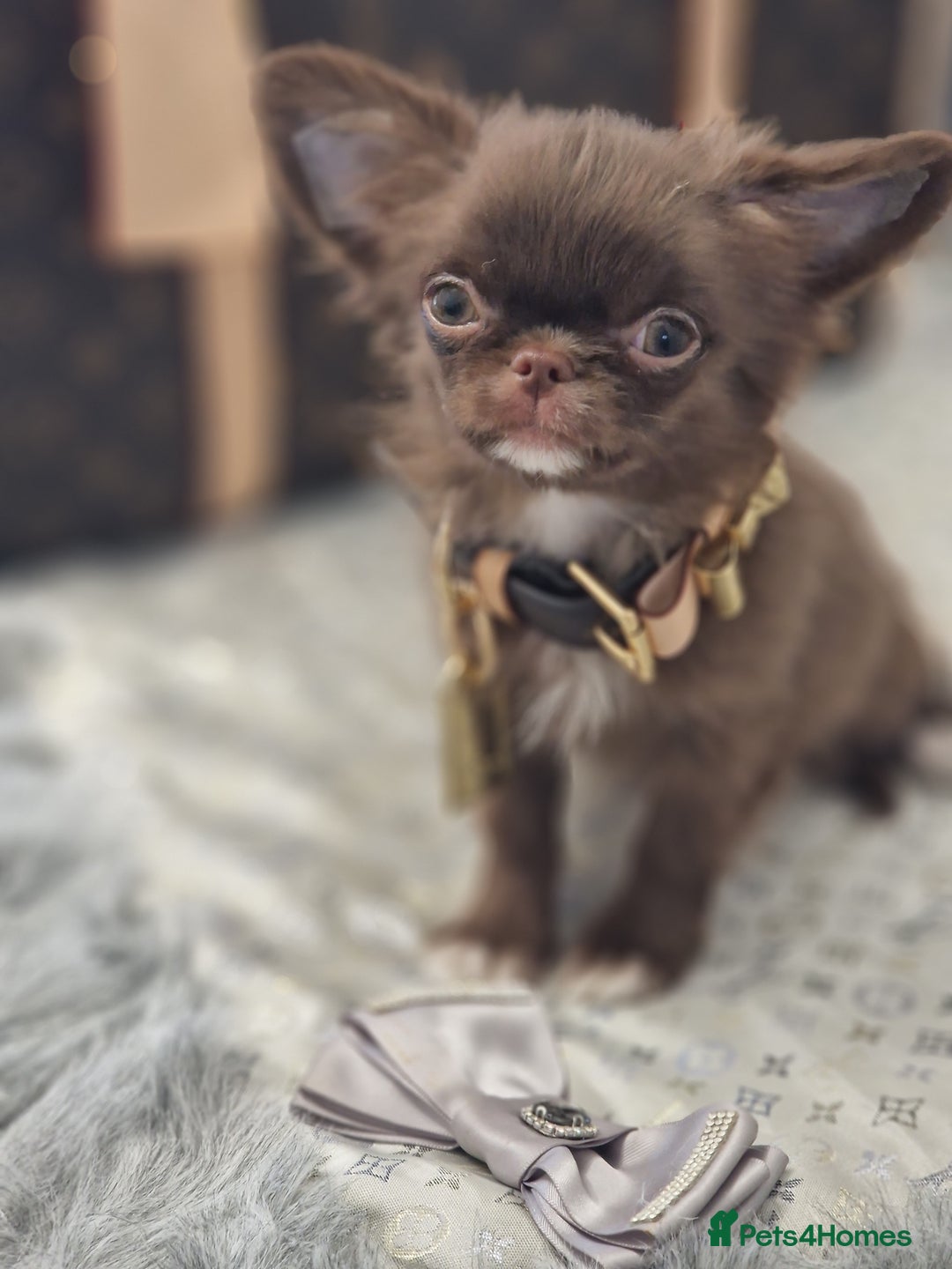 Chihuahua dogs for sale: ‼️Last 1 Boy‼️Kc reg long coat Quality chihuahua - Image 4