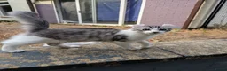American Curl cats for sale: Beautiful, playful Rare American Curl Kittens - Advert 18