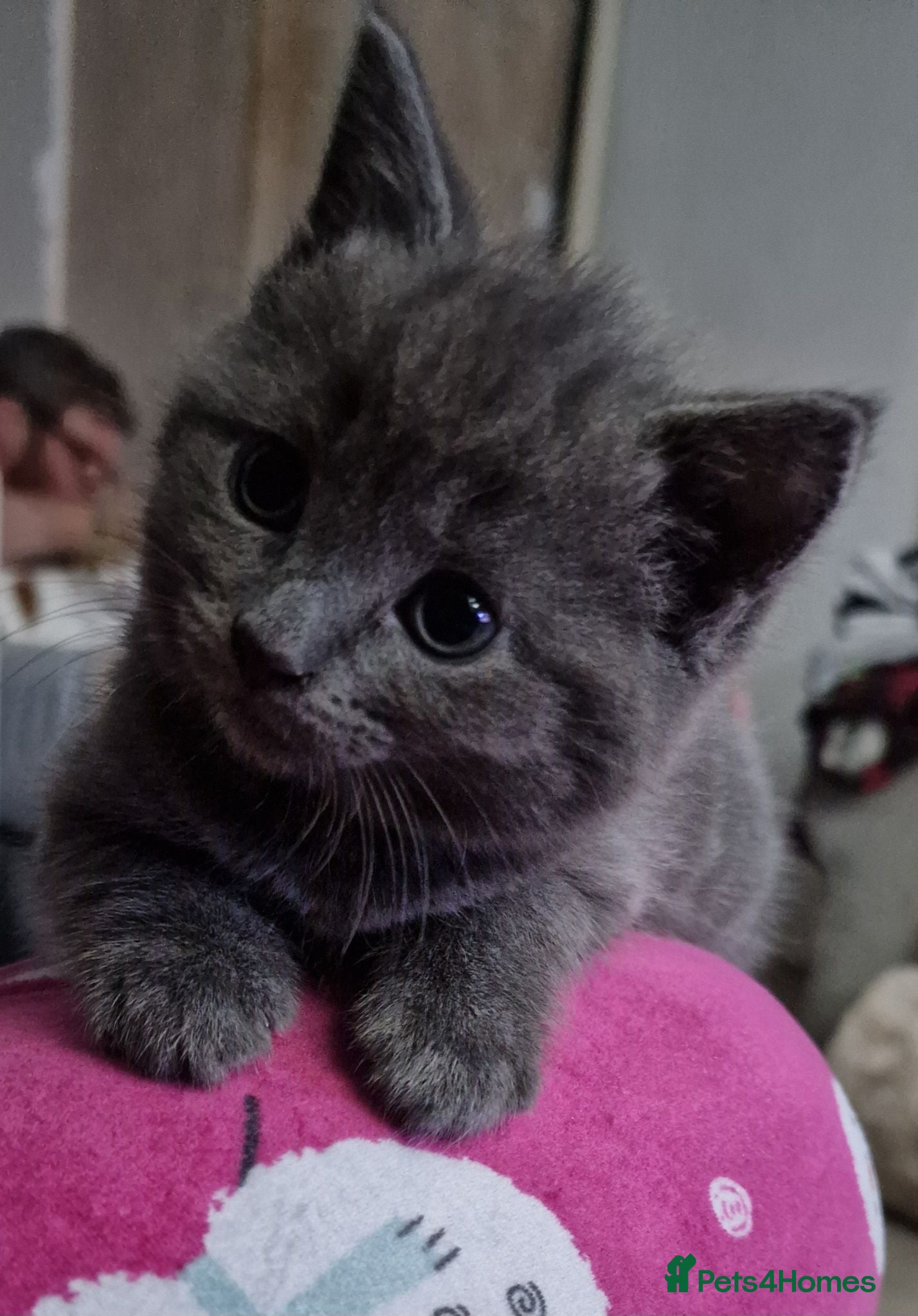 Scottish Fold cats Mixed breed kittens - Advert 1