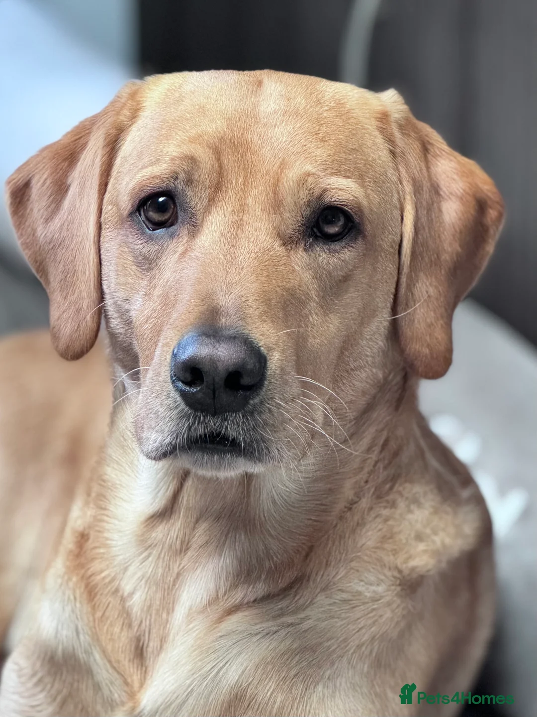 Labrador Retriever dogs for stud: PROVEN, KC REG,HEALTH TESTED LABRADOR FOR STUD in Havant - Advert 2