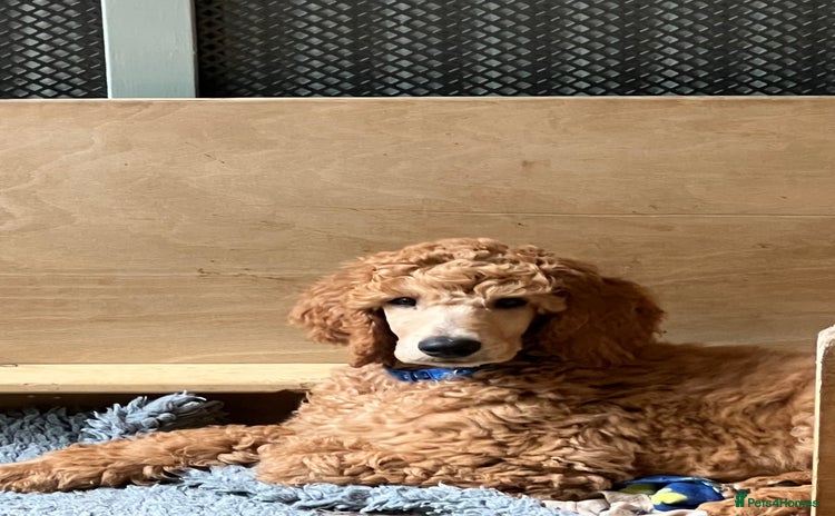 Standard Poodle dogs - Advert 2