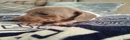 Dachshund dogs for sale: Lovely Litter of 6 Dachshund Puppies  - Advert 26