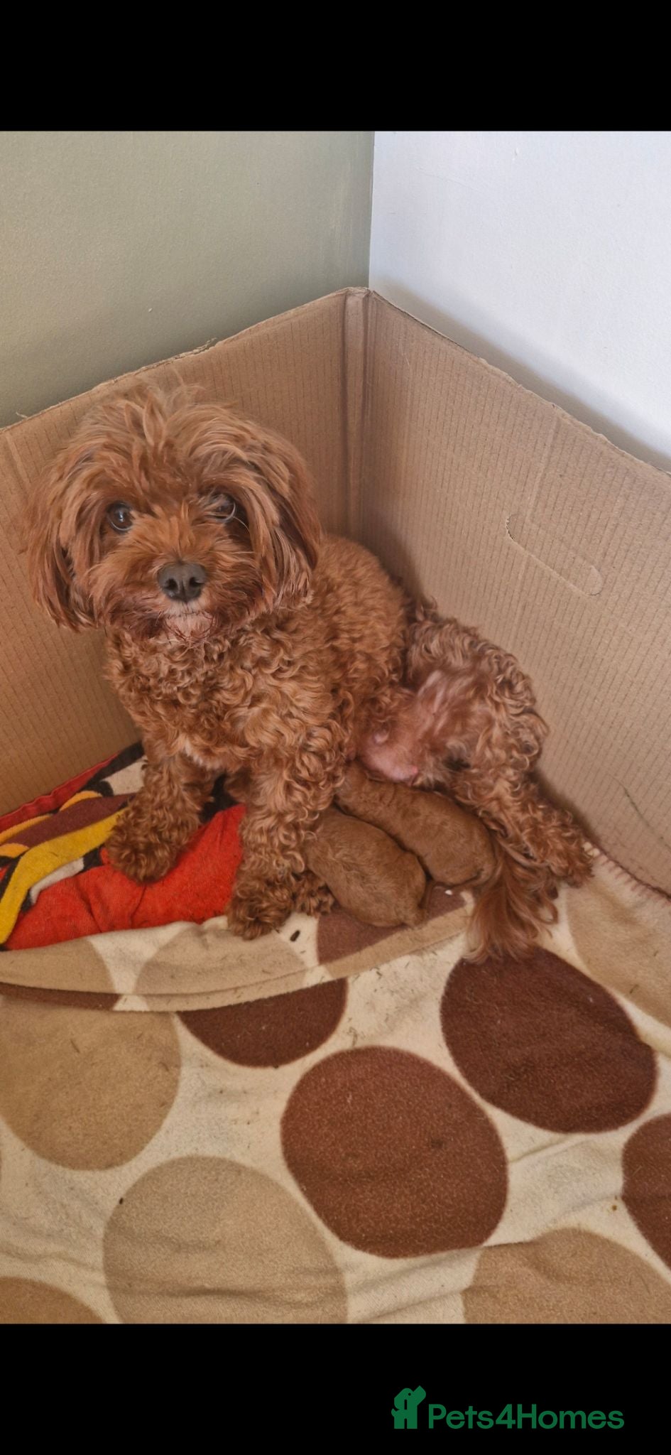 Cavapoo dogs Cavapoo FB1 females - Advert 18