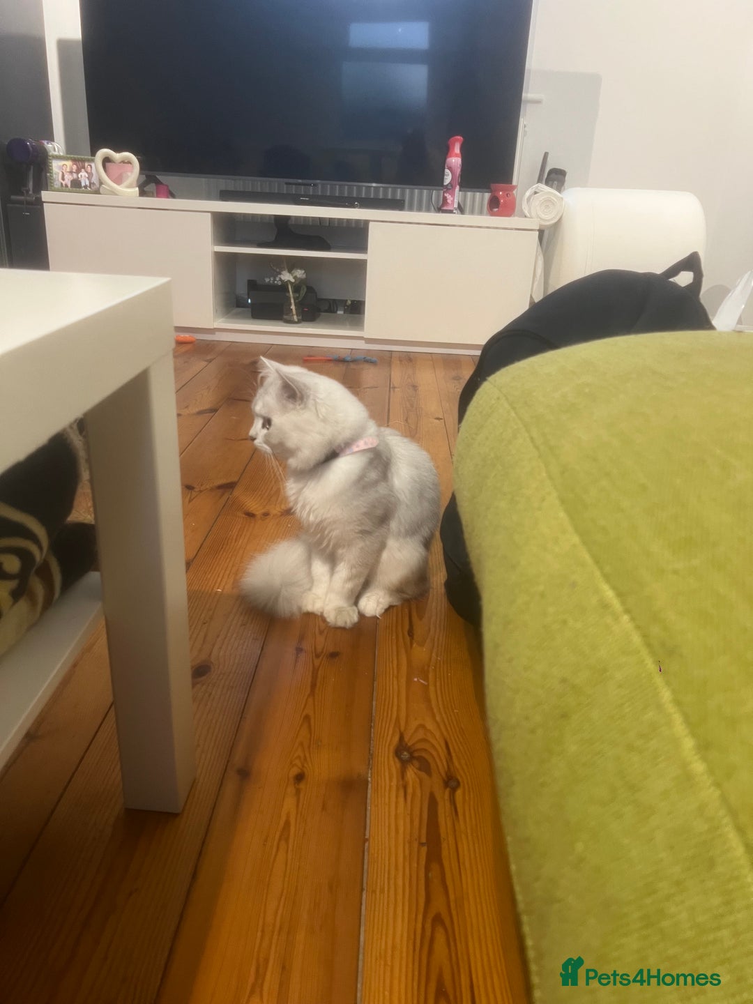 Persian cats for sale: Persian chinchilla kittens in Manchester - Image 1