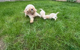 Cockapoo dogs for sale: Outstanding Toy Cockapoo pups  - Image 9