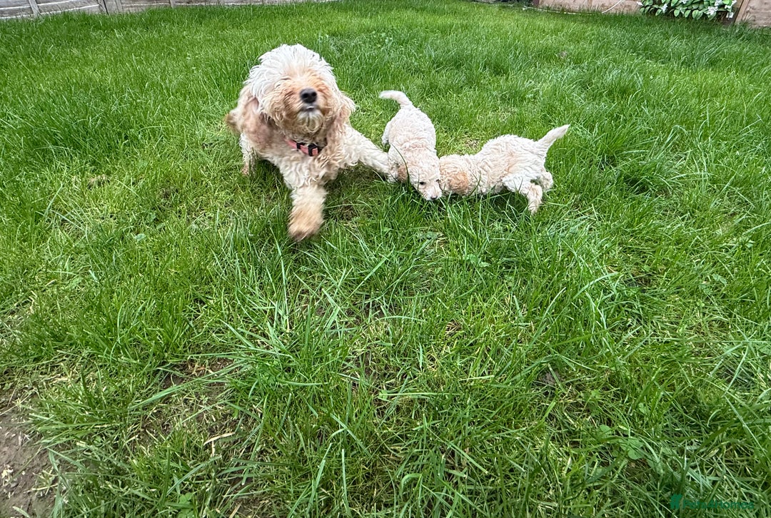 Cockapoo dogs for sale: Outstanding Toy Cockapoo pups  - Image 9