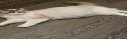 Ragdoll cats for sale: 5 beautiful ragdoll kittens 😸 ♥️  - Advert 9