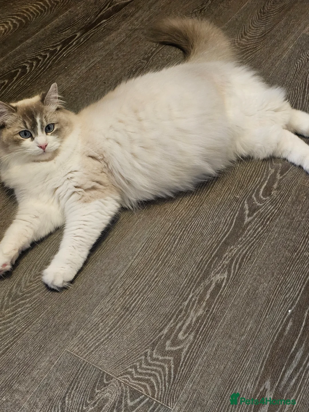 Ragdoll cats for sale: 5 beautiful ragdoll kittens 😸 ♥️  - Advert 9