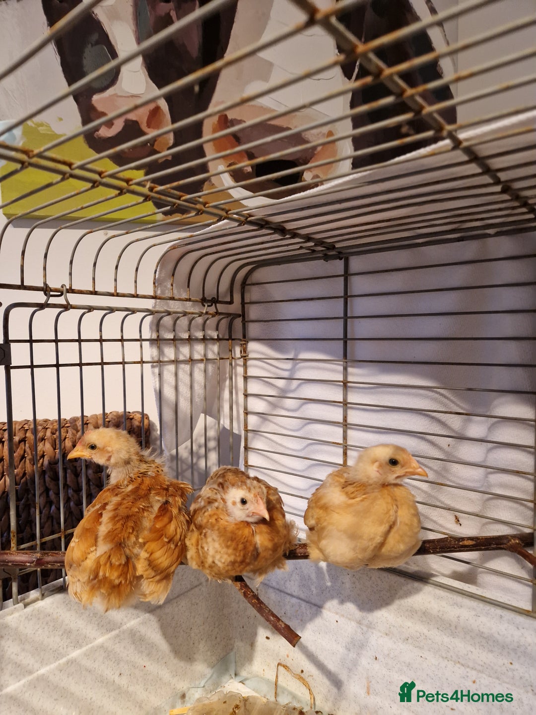 Chickens poultry for sale: Bantam Pullets 7 weeks  - Image 2