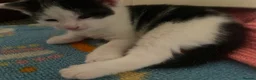 Domestic Shorthair cats for sale: Beautiful Litter of kittens 2xmales 2x females - Advert 18
