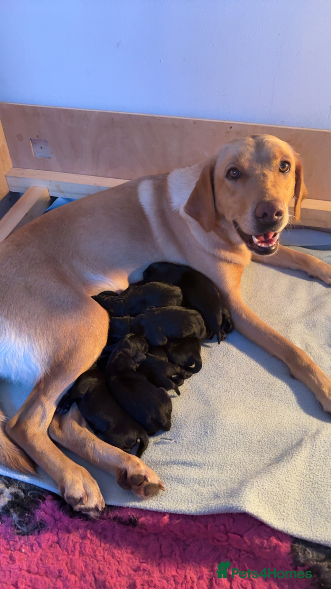 Mixed Breed dogs for sale: Sprockador puppies looking for their new homes!  - Advert 7