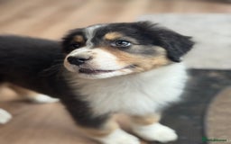 Australian Shepherd dogs for sale: 2 KC registered Australian Shepards remaining! - Image 10