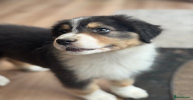 Australian Shepherd dogs - Advert 6