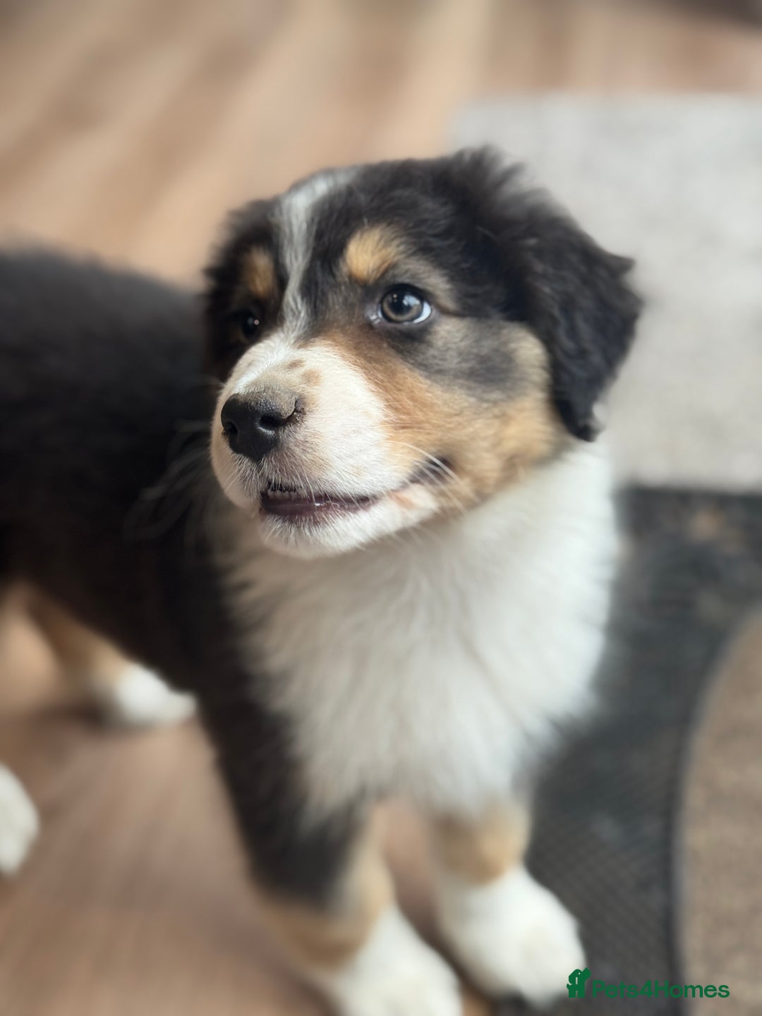 Australian Shepherd dogs for sale: 2 KC registered Australian Shepards remaining! - Image 10