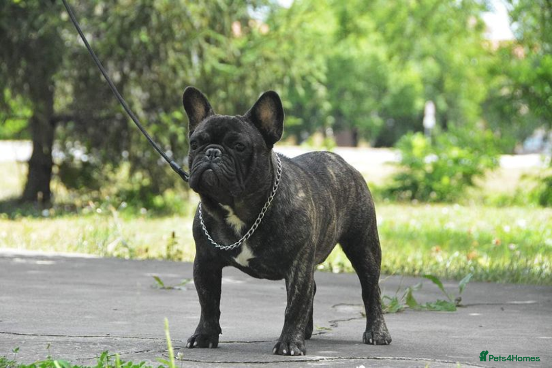 French Bulldog dogs for stud: International Champion French Bulldog for Stud - Image 13