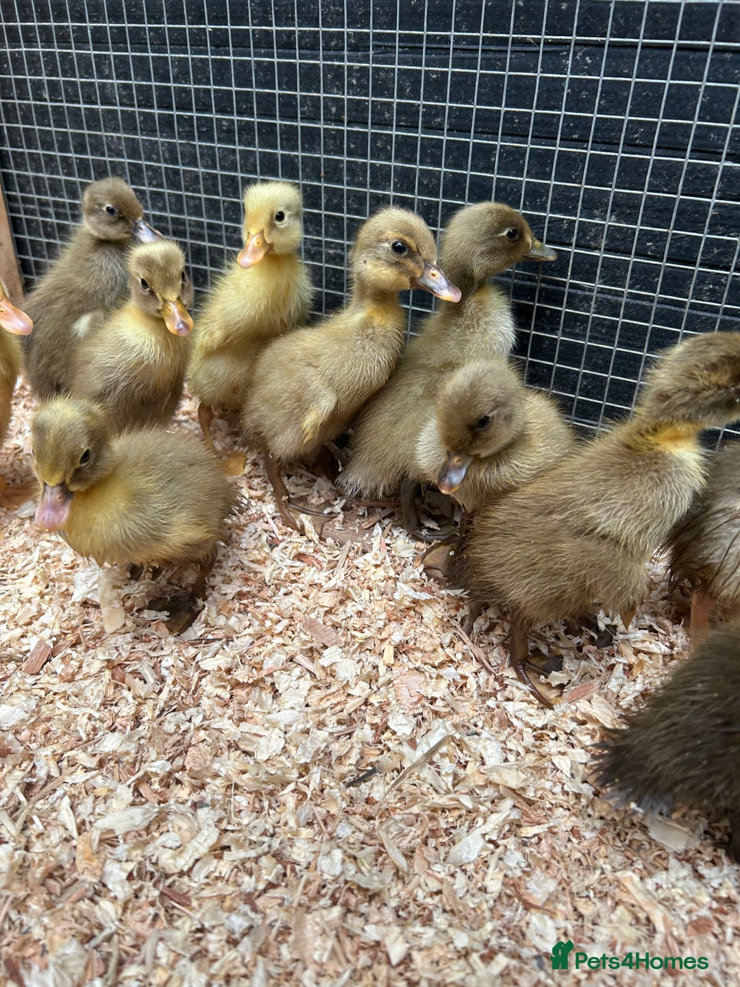 Ducks poultry for sale: Unsexed - Indian Runner Ducklings in Carnforth - Image 2