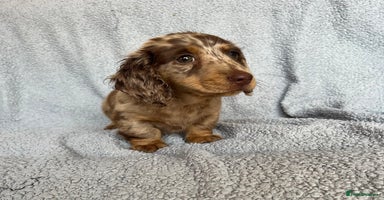 Miniature Dachshund dogs - Advert 12