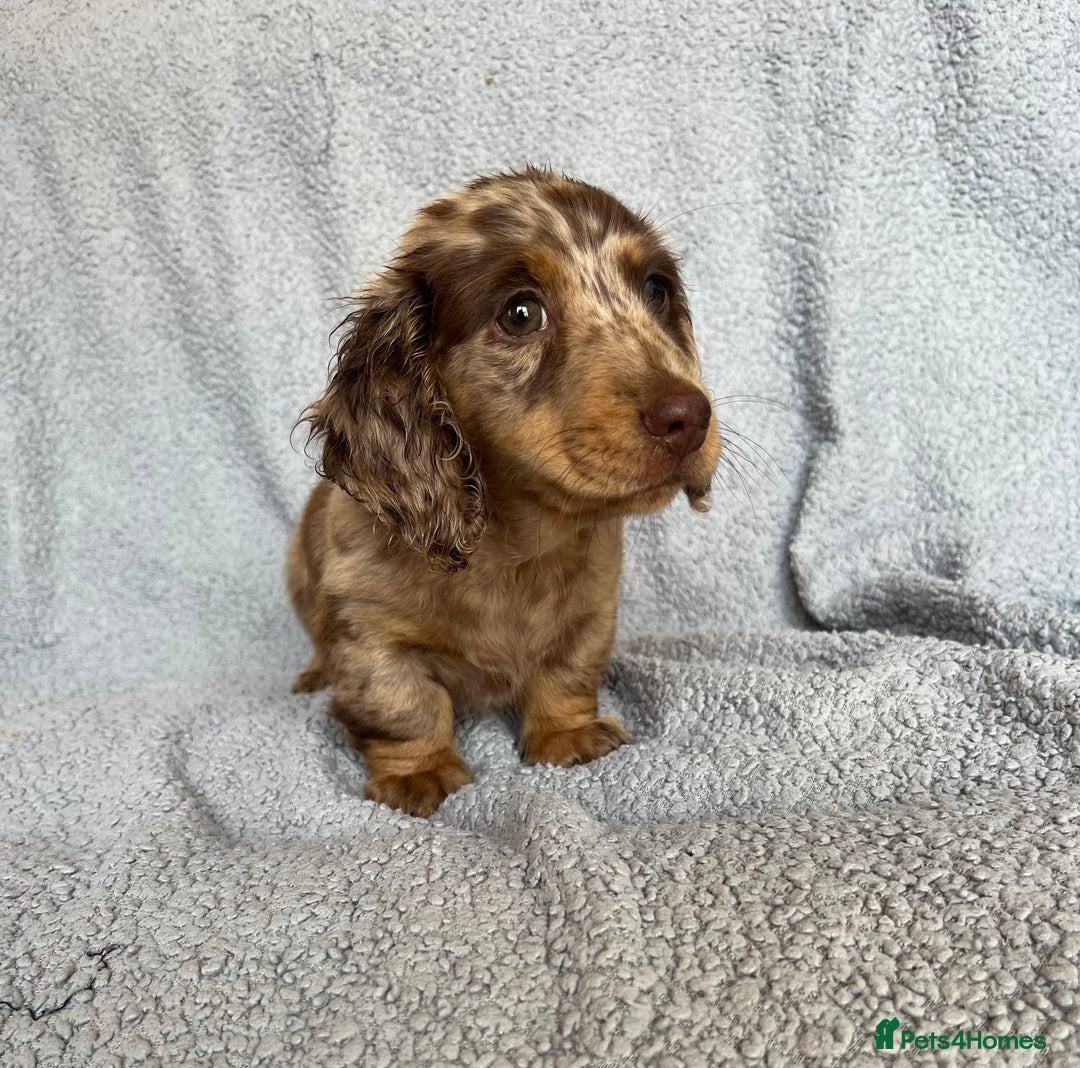 Miniature Dachshund dogs for sale: 1 BOY LEFT LONG HAIRED MINIATURE DASCHUND  - Image 2