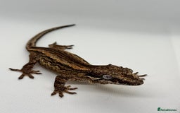 Gecko reptiles for sale: Gargoyle Geckos (can provide set-up) - Image 8
