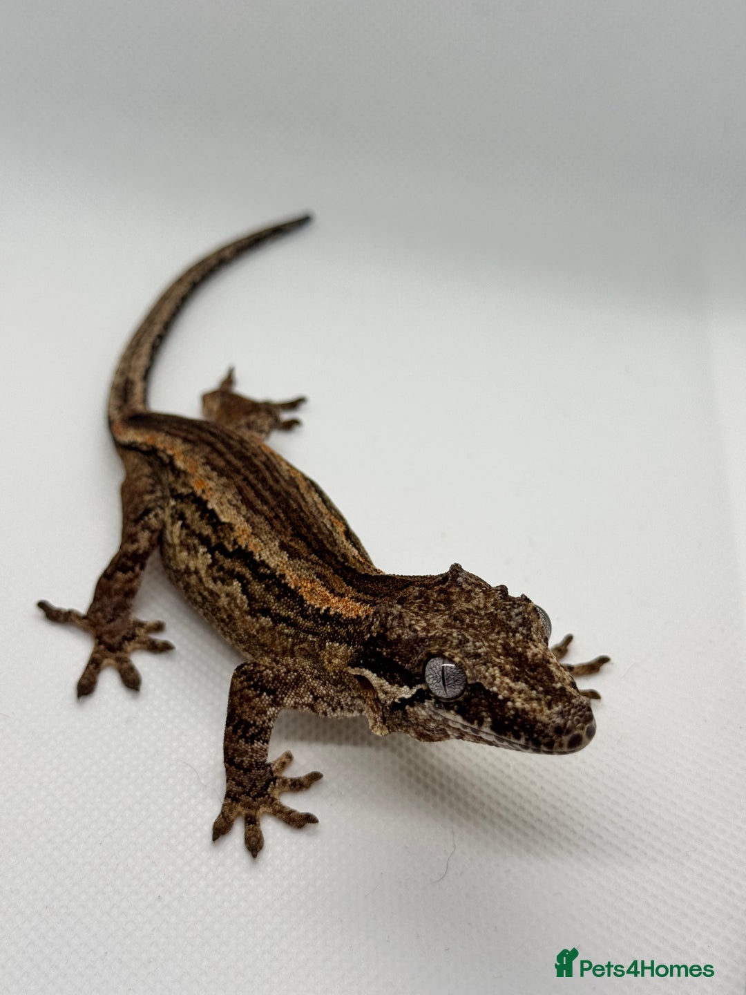 Gecko reptiles for sale: Gargoyle Geckos (can provide set-up) - Image 8