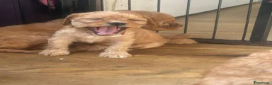 Cavapoo 4