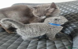 British Shorthair cats for sale: 🐾Beautiful British Shorthair Kittens 🐾 - Image 7