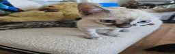 Bengal cats for sale: Bengal cross kittens - Advert 16